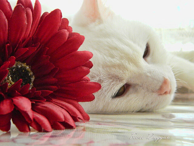 中超球队高压战术区域图谱整理，足球高压战术